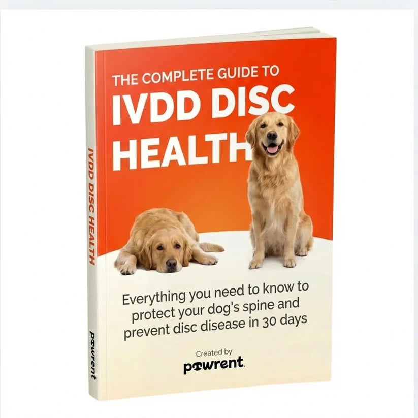The Guide To IVDD Disc Health