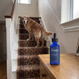 Sarah K.'s dog