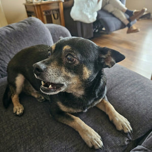 Margaret L.'s dog