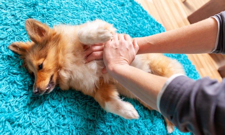 Owner checking her dog