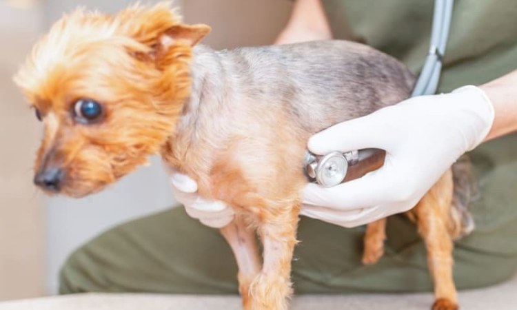 Small dog at the vet
